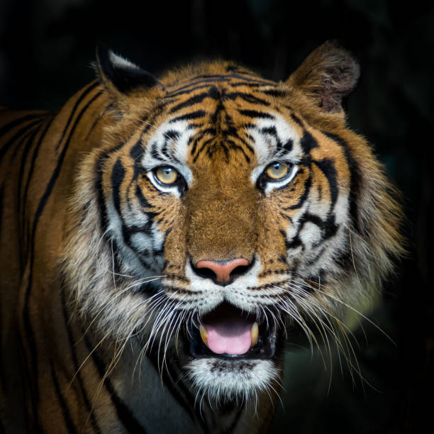 istock Photos of tiger naturally. 1267471787