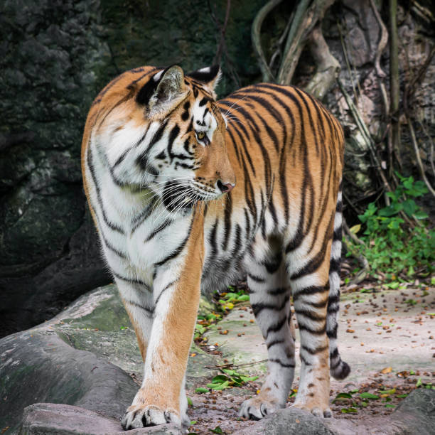 istock Photos of tiger naturally. 1267471798