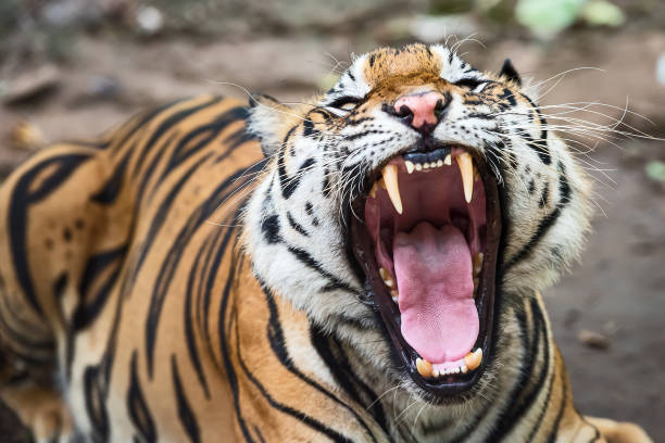 istock Photos of tiger naturally. 1267471804