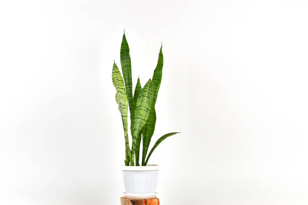 Houseplant succulent Sansevieria in a pot on a white background
