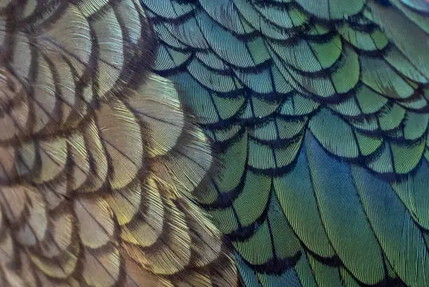 Kea (Nestor notabilis) on South Island, New Zealand. Close-up of its beautiful feathers.
