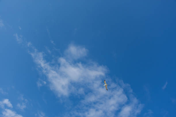 a white gull is high in the sky. view from below of the blue sky with clouds and a passing seagull. - uncultivated meteorology weather sea imagens e fotografias de stock