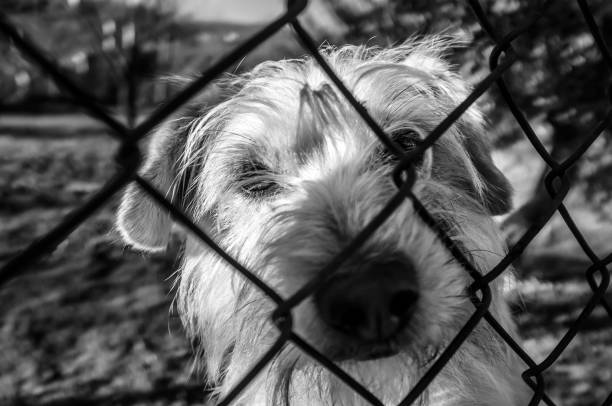 istock sad dog behind a fence 1267474927