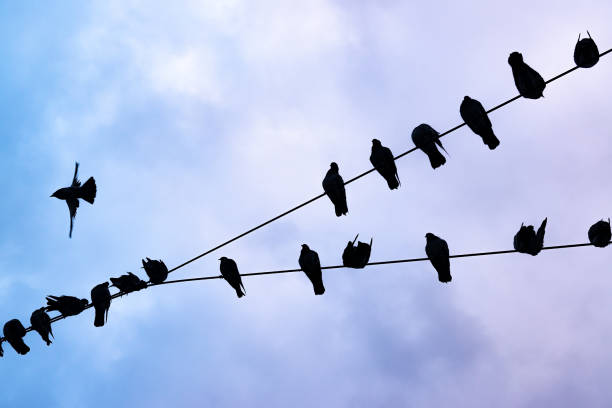 istock Flight of pigeons having a rest on lantern wires 1267475736