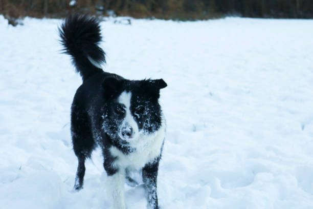 istock Border collie in the snow 1267476855