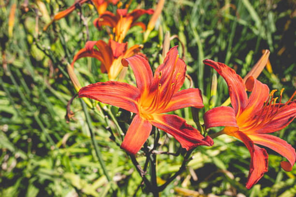 istock Orange flower, Kew Gardens, 2020 1267477586