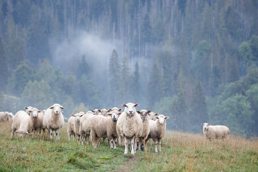 Flock of sheep on a hill in the Tatra Mountains