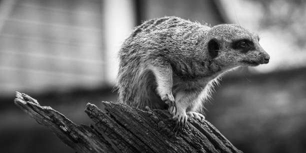 istock Meet the meerkat 1267478236