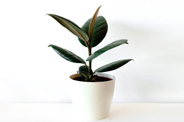 Ficus elastica in white flower pot Ficus elastica in white flower pot indian rubber houseplant stock pictures, royalty-free photos & images