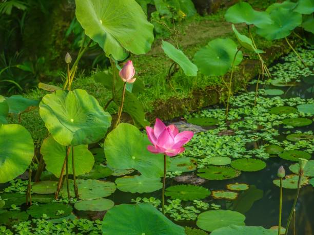 バリ島の庭の池に咲く美しいピンクの神聖な蓮(ネルンボヌシフェラ)の花。 - lotus pink petal closed ストックフォトと画像