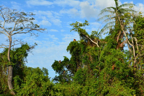 プロボシスモンキー - monkey proboscis monkey malaysia island of borneo ストックフォトと画像