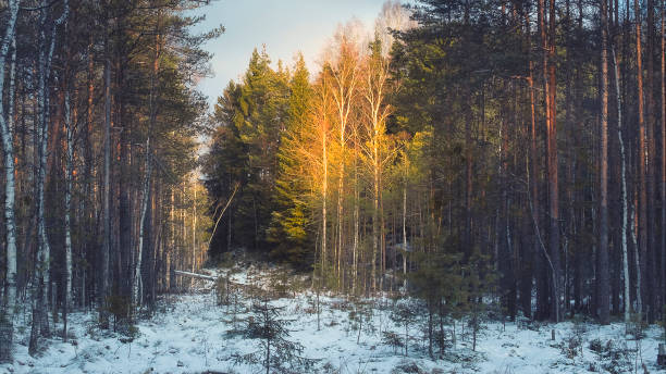 istock trees lit by the sun in early spring in the forest in March 1267479052