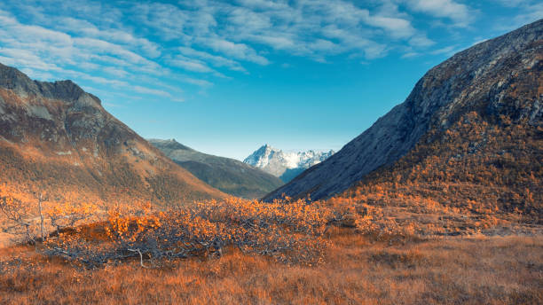 floresta de outono de pequenas bétulas anãs com folhas amarelas em um fundo de montanhas nas ilhas lofoten na noruega em um dia ensolarado - circle natural phenomenon water snow - fotografias e filmes do acervo