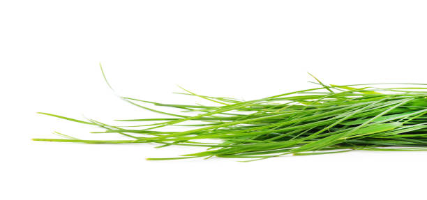 istock Bunch of green grass. 1267479365