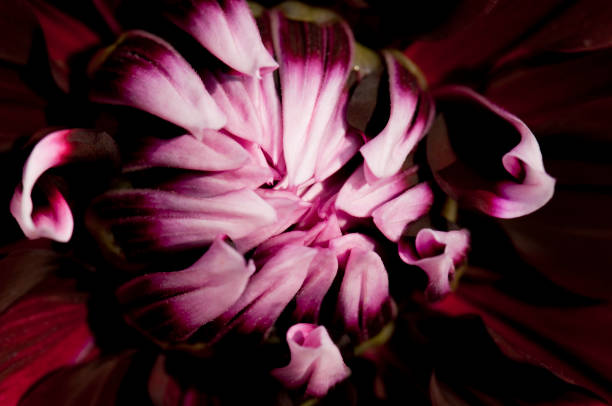istock Beautiful pink flowers petals 1267479556