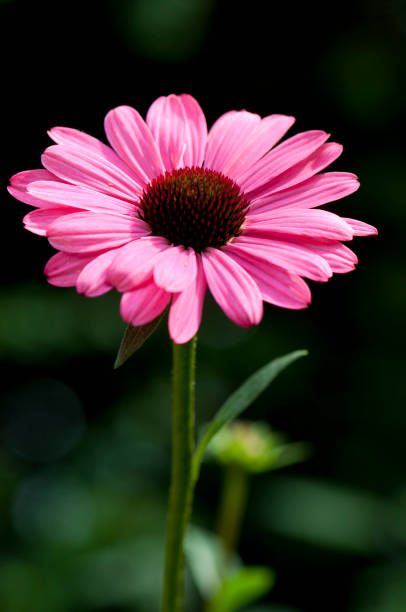 Beautiful pink daisy flower stock photo