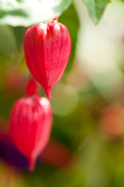 Beautiful red Fuchsia flower buds stock photo