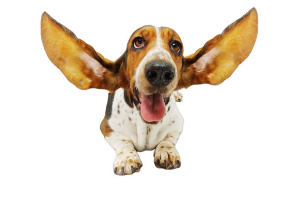 basset hound with outstretched ears - dog sadness large isolated imagens e fotografias de stock