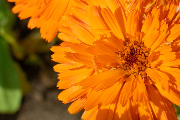 Orange yellow flower top view macro photo with copy space.