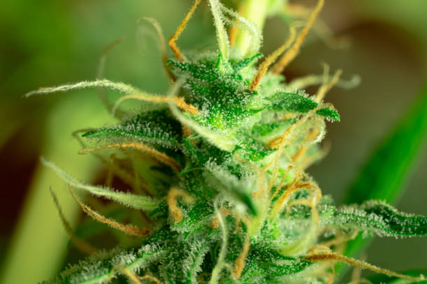 istock Marijuana macro photo. Cannabis sativa bud close up, blurry background 1267480902