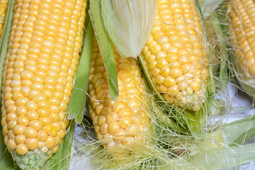 Fresh corn on cobs on wooden table, closeup