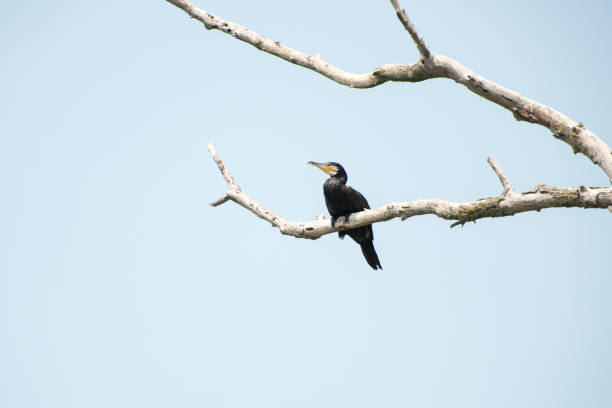 istock Birds resting in a tree in Danube Delta area,  Romania,  in a summer sunny day,  clear blue sky 1267481411