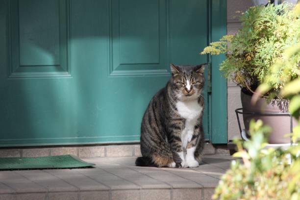 istock Cat in front of the door 1267481639