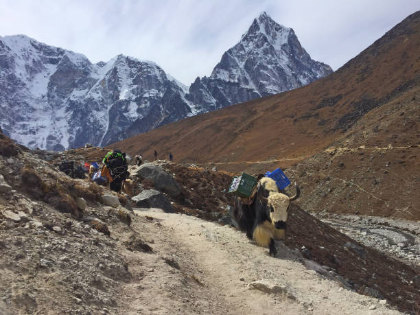 istock Hardworking Yaks in Nepal, on the way to Everest Base Camp 1267482393
