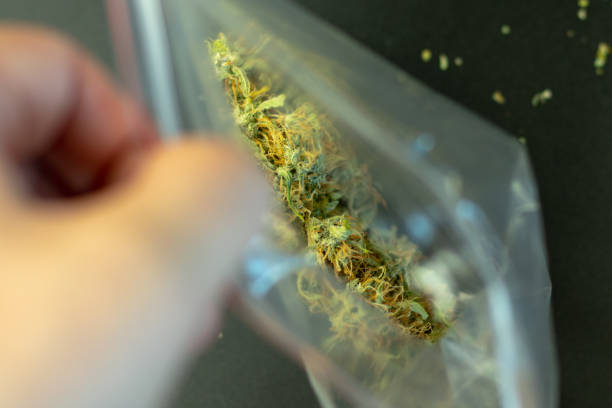 istock Open Zip lock pack of cannabis buds and hands 1267484072
