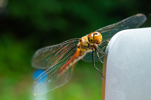A close up of a Dragon fly sitting on the edge of a computer monitor outside with green trees background.