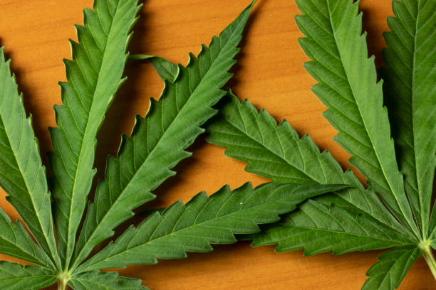 istock Marijuana cannabis leaf top view close-up. Weed plant 1267485633