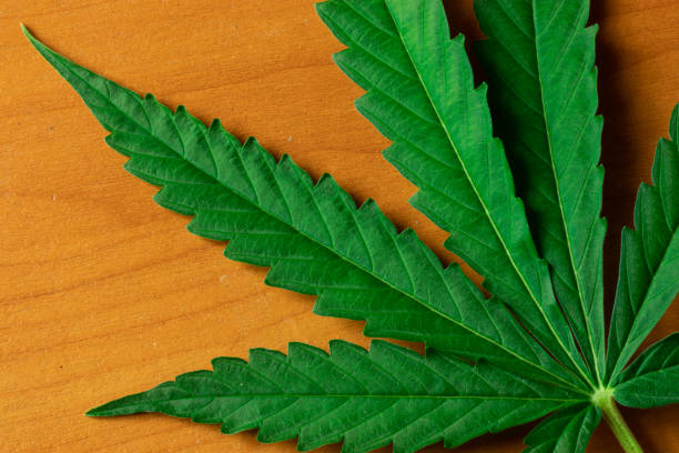 Large green cannabis leaf top view on background. Copy space design. Marijuana business. THC industry concept.