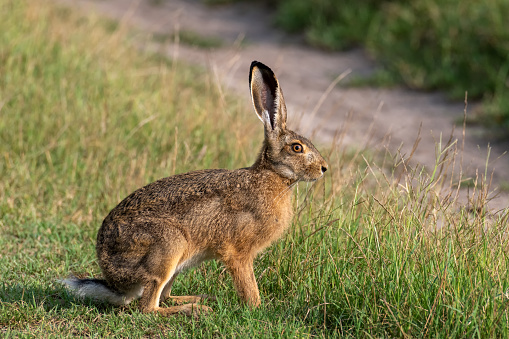 Brown hare (Lepus europaeus) sitting in the grass