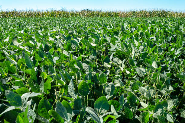 istock Large soybean plant field in sunlight with horizon line 1267487863