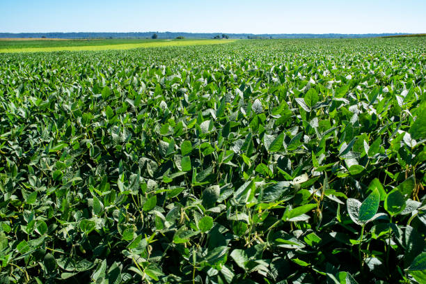 istock Large soybean plant field in sunlight with horizon line 1267487864