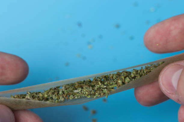 istock Man hands rolling blunt or joint with cannabis buds 1267488117