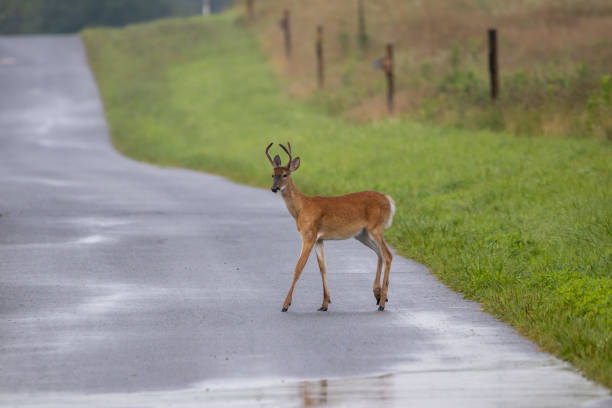 istock Yearling Buck on Country Road 1267492826