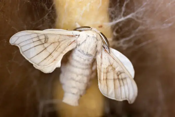 silk moth on silk cocoon