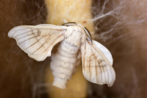 borboleta bicho-da-seda no casulo - traça - fotografias e filmes do acervo