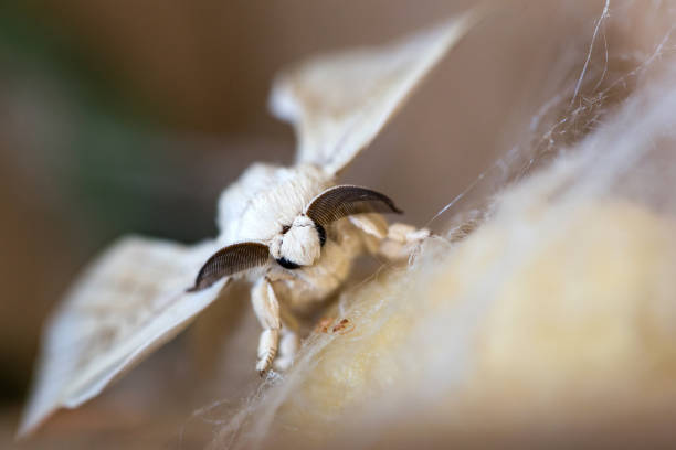 silkworm butterfly on the cocoon