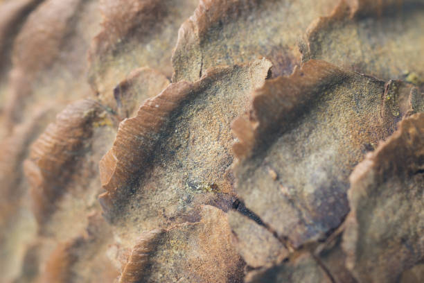 istock Brown texture background of tree, pine cone. Christmas or New Year design backdrop 1267494623