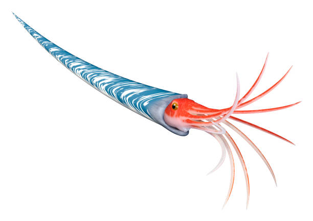istock 3D illustration extinct shelled cephalopod animal on white 1267498648