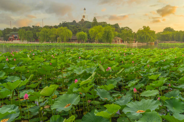 istock Beihai Park is an imperial garden 1267498902