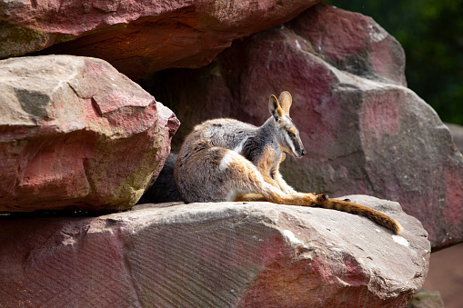 Australian Rock-Wallaby