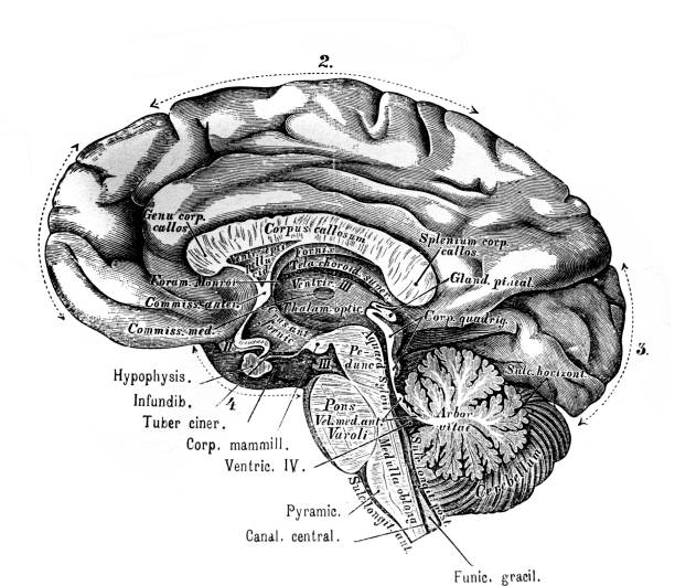 istock Brain from a side in the old book Encyclopedic dictionary by A. Granat, vol. 5, S. Petersburg, 1896 1267499487
