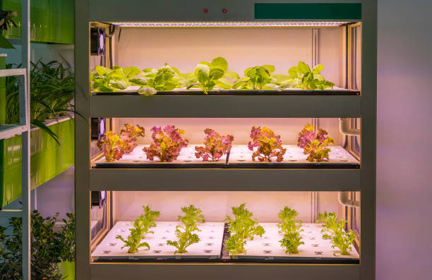 gewächshausgemüse pflanze mit led-licht - greenhouse plant nursery plant lighting equipment stock-fotos und bilder