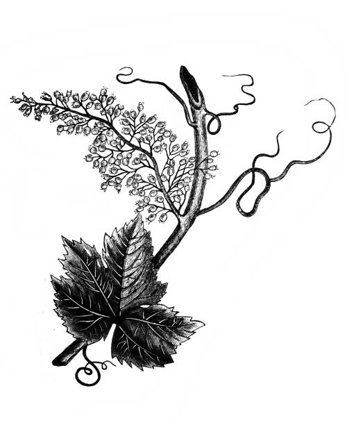 istock Grapevine in the old book Encyclopedic dictionary by A. Granat, vol. 5, S. Petersburg, 1896 1267500753