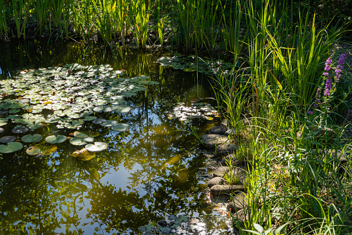Garden pond with flowering water lilies in landscaped garden. Evergreens and aquatic plants on shore. Cossack juniper Juniperus sabina Tamariscifolia in foreground. Summer sunny day. North Caucasus.
