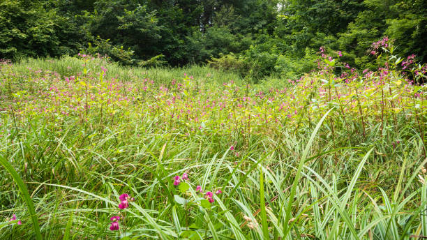 istock Summer forest landscape - grass with blooming flowers in a forest glade close up 1267502185