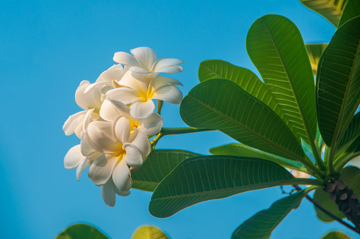 White flowers or Plumeria flower on tree with clear blue sky.